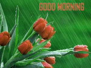 Top HD Good Morning Images Photo Picture Download