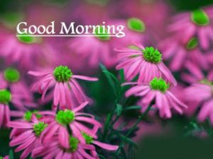 flower good morning photo pictures download