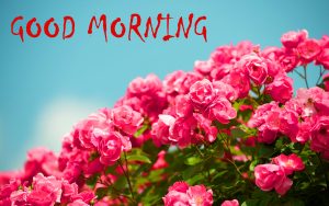 Good Morning Status Images With Flower