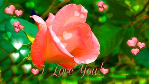 Best I love you so much Images Photo Pics Free Download