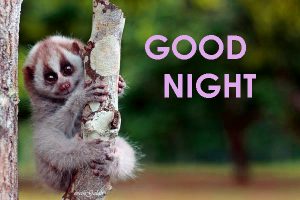 Cute Good Night Images Photo Pics HD Download