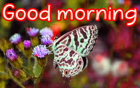 635+ Flowers Love Good Morning Images Pics HD Download