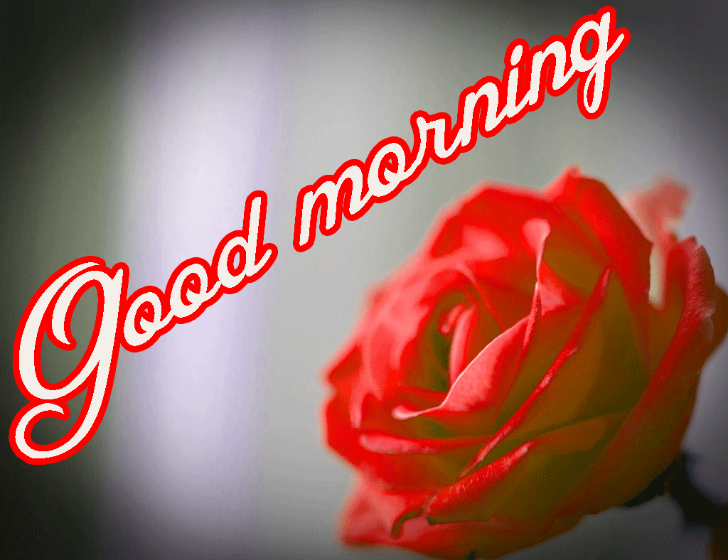 465+ Flower Good Morning Wishes Photo Pics For Her HD Download