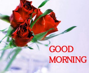 Good Morning Images Photo Wallpaper With Red Rose