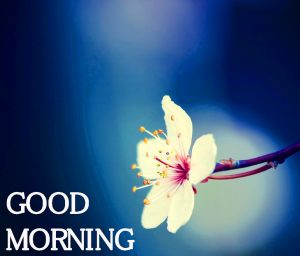 Good Morning Images Wallpaper Pictures Free
