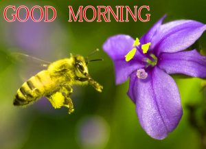 Good Morning Images Wallpaper Pics Download for fb