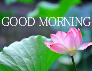 Good Morning Images Wallpaper Pictures Free