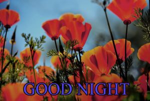 Beautiful Good Night Wishes Images Pics Free Download