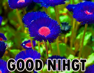Beautiful Good Night Wishes Images Wallpaper Pics Download for Whatsapp