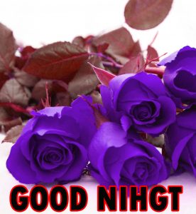 Beautiful Good Night Wishes Images Wallpaper Pics With Rose