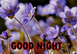 Beautiful Good Night Wishes Images Wallpaper With Flower