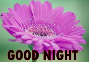 Beautiful Good Night Wishes Images Wallpaper Pictures Download