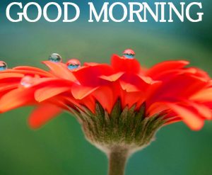 Good Morning Images pics HD Free Download
