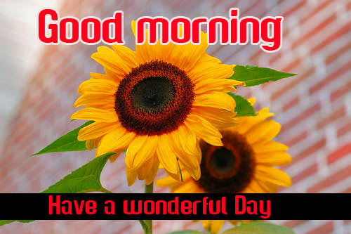 184+ Flower Good morning HD Images Wallpaper For Whatsapp/ Facebook