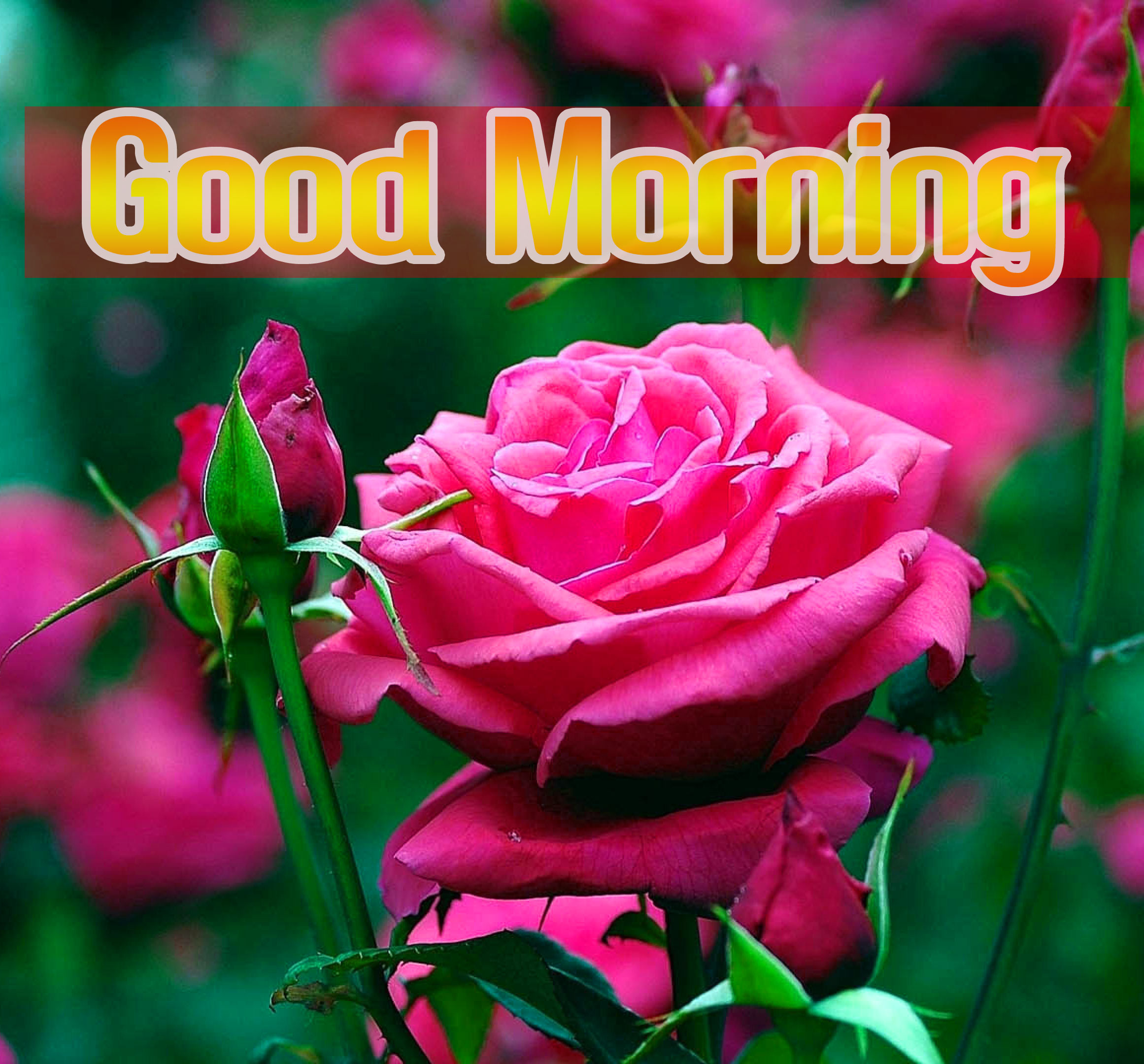 Flower Good morning  Images Pics Free For Facebook
