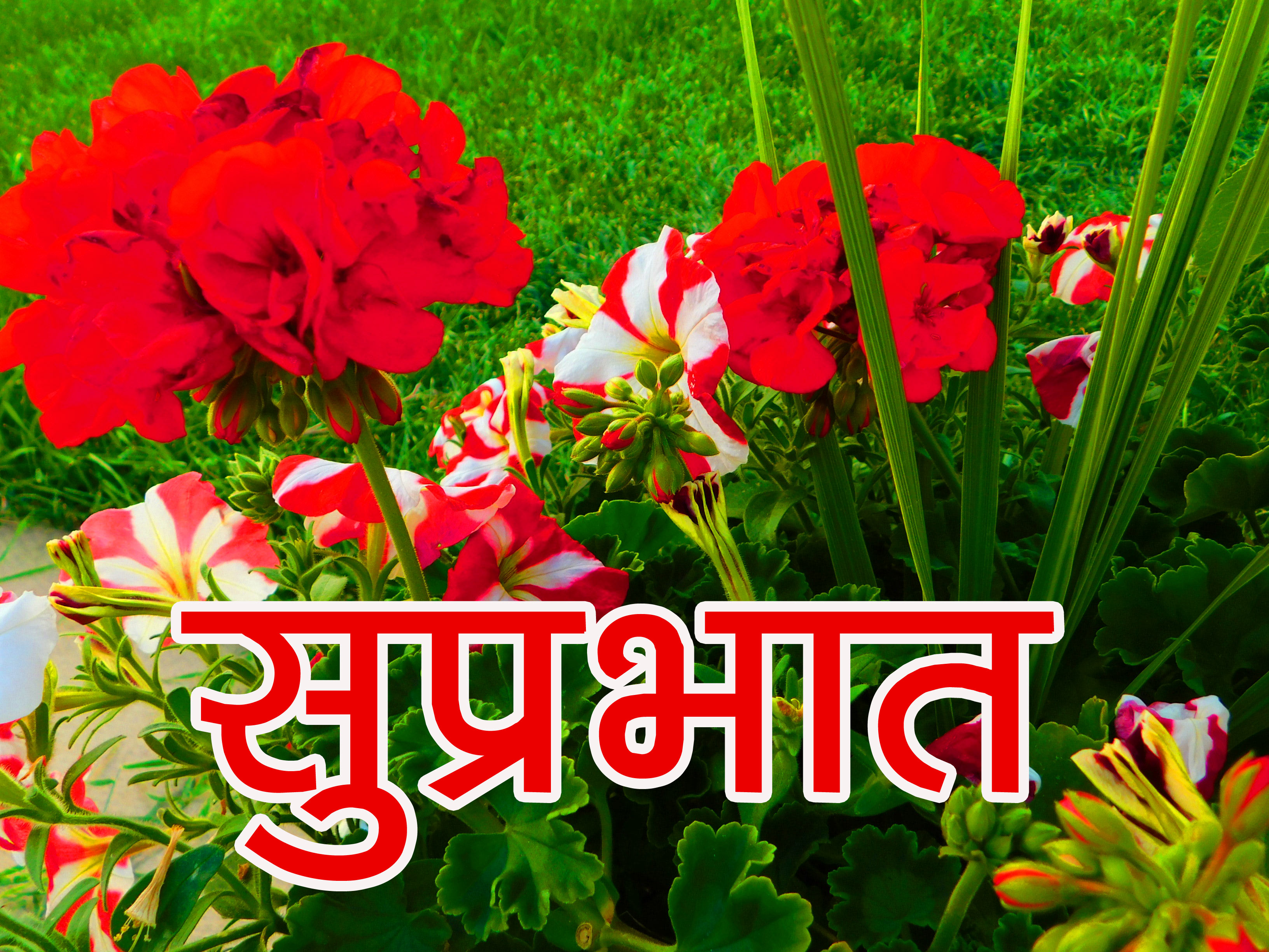 131+ Special Good Morning Wishes Images Photo Download