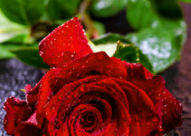 Red Rose HD Good Morning Images Download