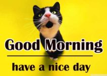 Good Morning Images HD Free Download