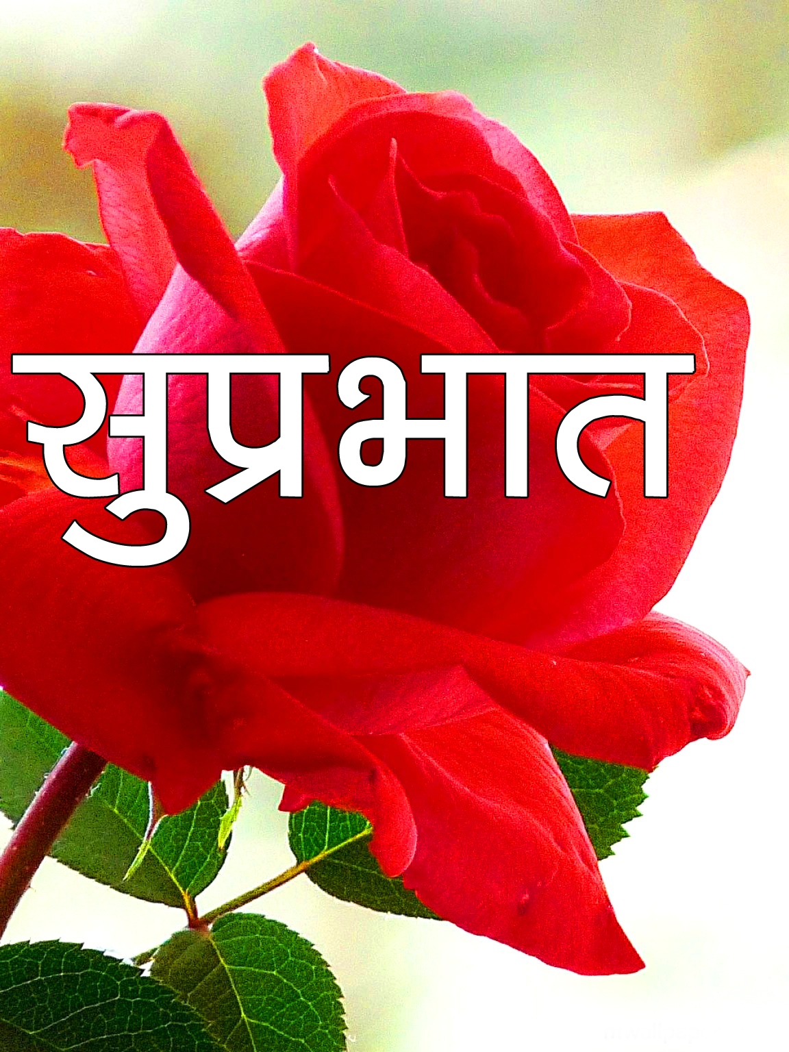 217+ Red Rose Suprabhat Images HD For Girlfriend Download