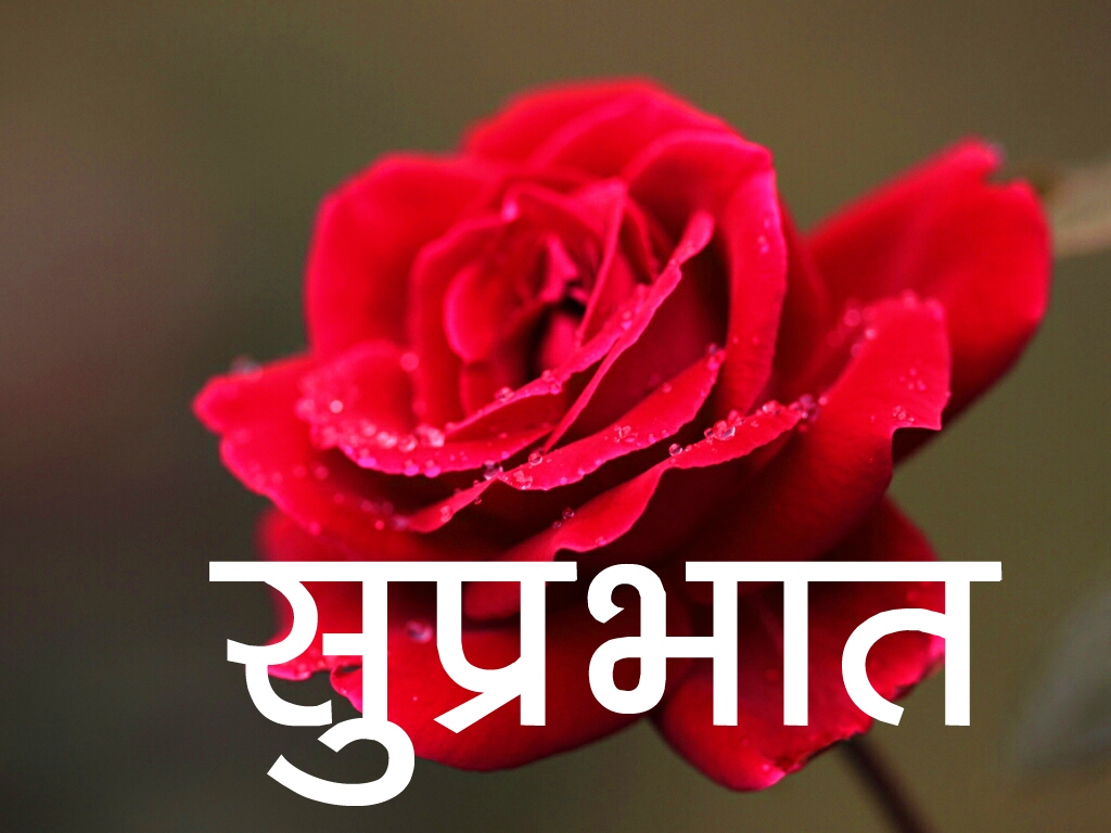Red Rose Suprabhat Wallpaper Download