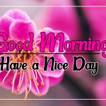 Flower Good morning Pics New Download