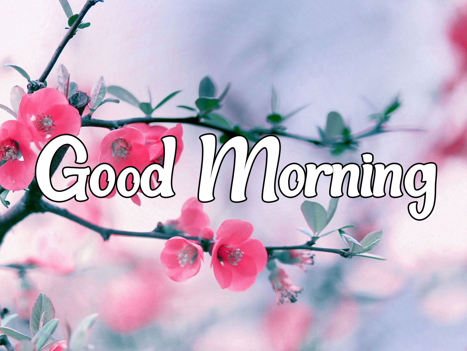 Flower Good morning Images (45) – Good Morning Images | Good ...