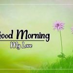 Flower Good morning Pics New Download