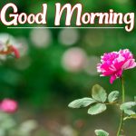 Flower Good morning Pics Download
