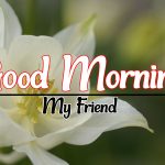 Flower Good morning Pics Download
