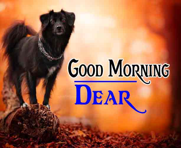 Good Morning 4k HD Images HD Wallpaper New Best Quality Download 