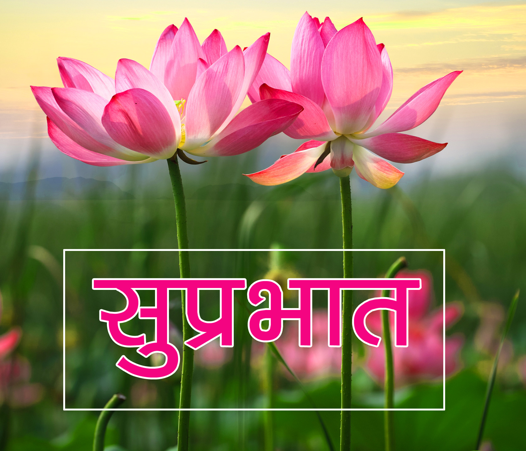 Flower Suprabhat Images 15