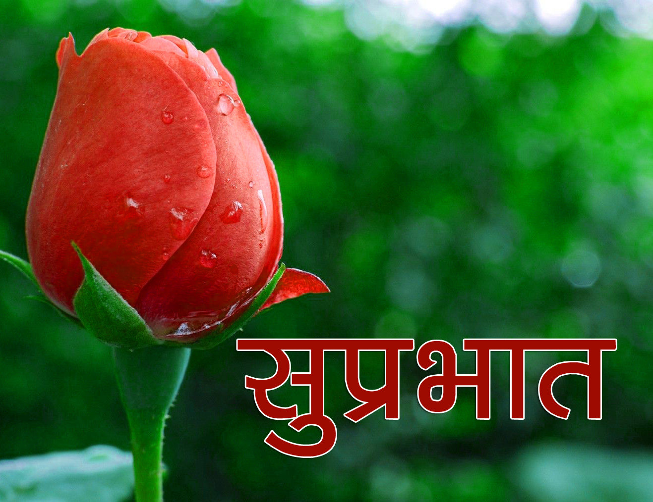 856+ Flower Suprabhat Wallpaper HD Download