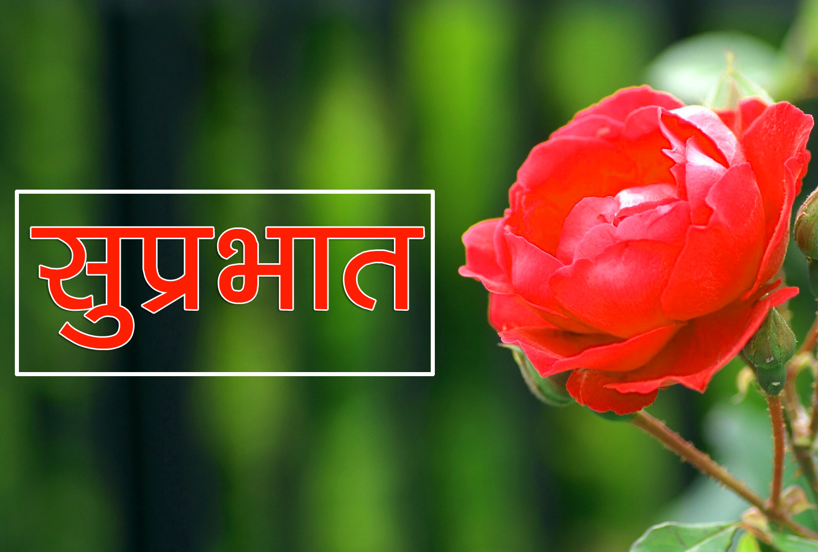 Flower Suprabhat Images 23