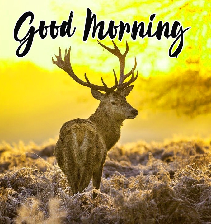 Good Morning Images Wallpaper Latest Free Download 