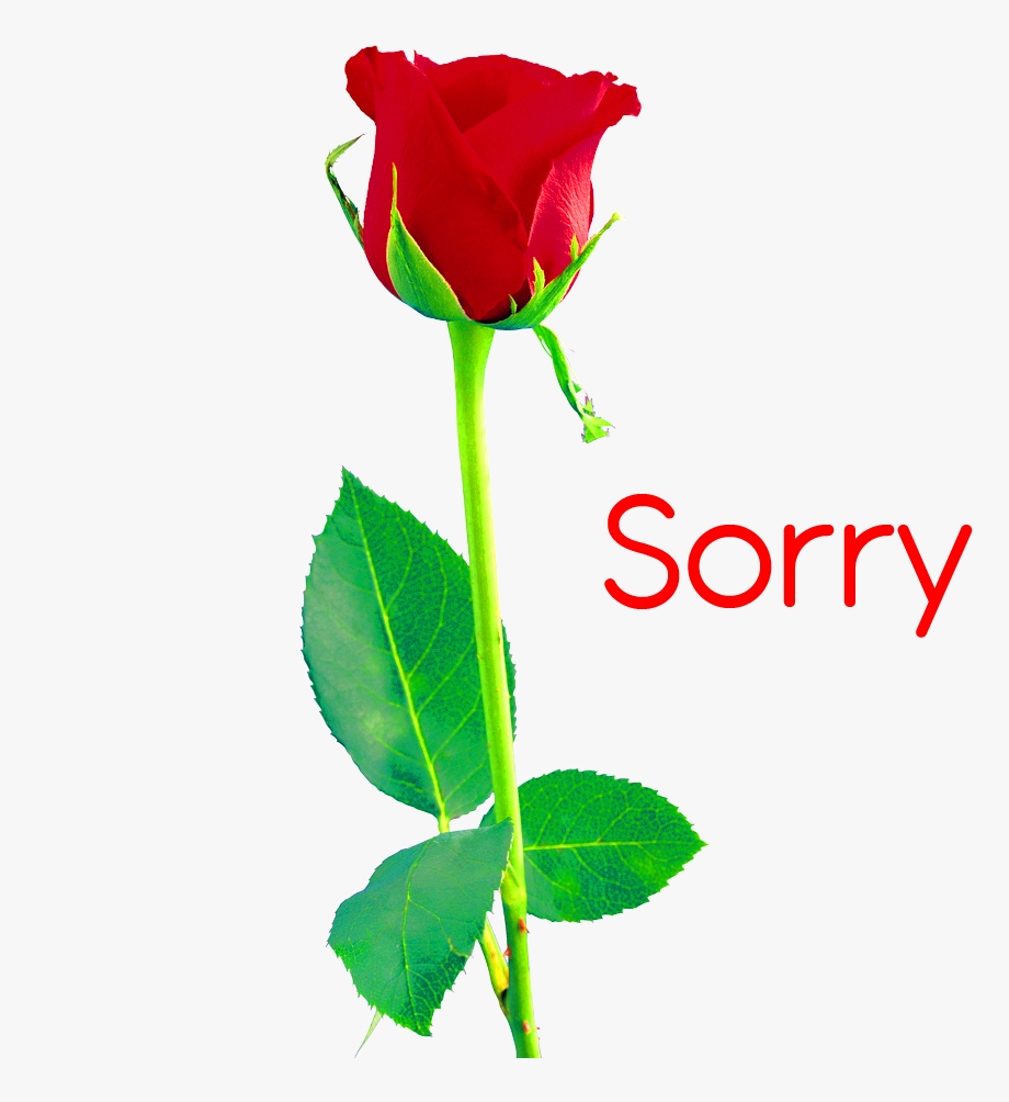 I am Sorry Images Download 