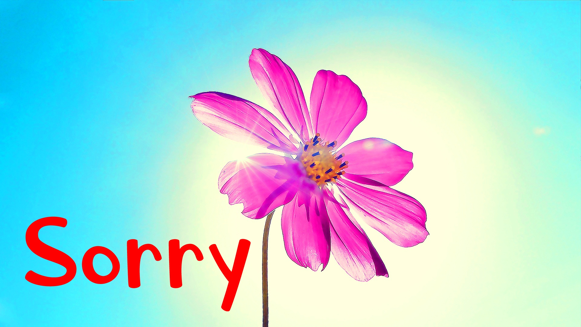 I am Sorry Images Wallpaper Photo Download 