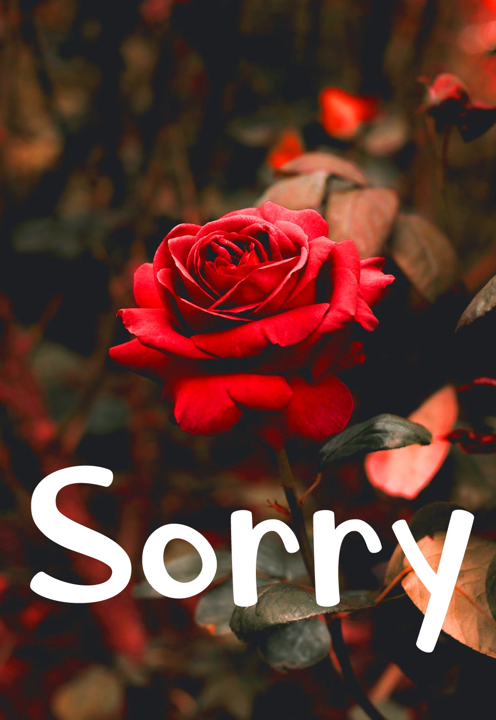 Rose Free I am Sorry Images Pics Download 
