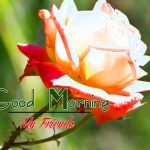 Rose Best Good Morning Images Pics Download
