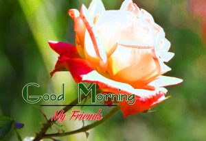 Rose Best Good Morning Images Pics Download