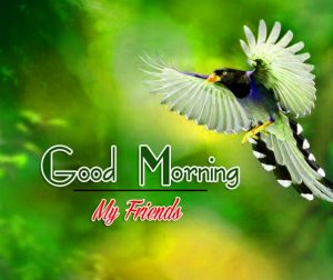 Best Good Morning Images Wallpaper Free Download Free