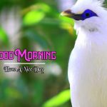 Best Good Morning Images Pics Free Download