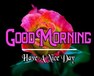 Best Good Morning Images Pics With Have a Nice Day