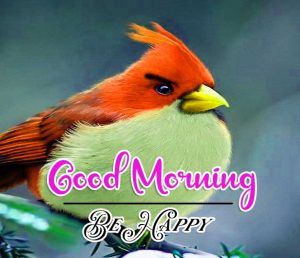 Best Good Morning Images Pics Download