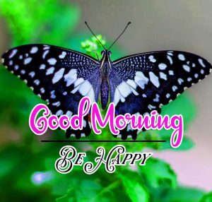Butterfly Best Good Morning Images Pics Download