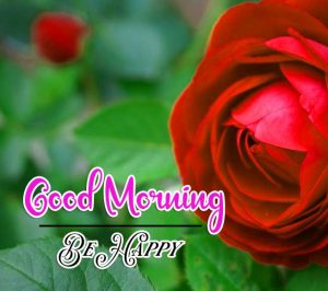 Beautiful HD Red Rose Best Good Morning Images Pics Download