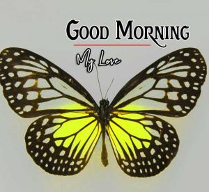 Best Good Morning Images Pics Download In HD