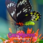 Best Good Morning Images Pics Pictures Download