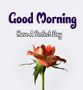 Best Good Morning Images Pics Wallpaper for girlfriend