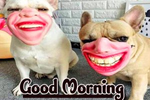 1498+ Funny Good Morning Wishes Images Download