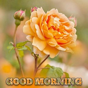 Beautiful Good Morning Images Pics Download